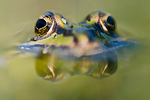 BB 15 0559 / Pelophylax esculentus / Hybridfrosk